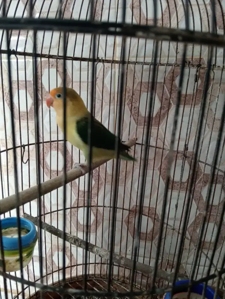 Love bird jantan warna Ewing PB