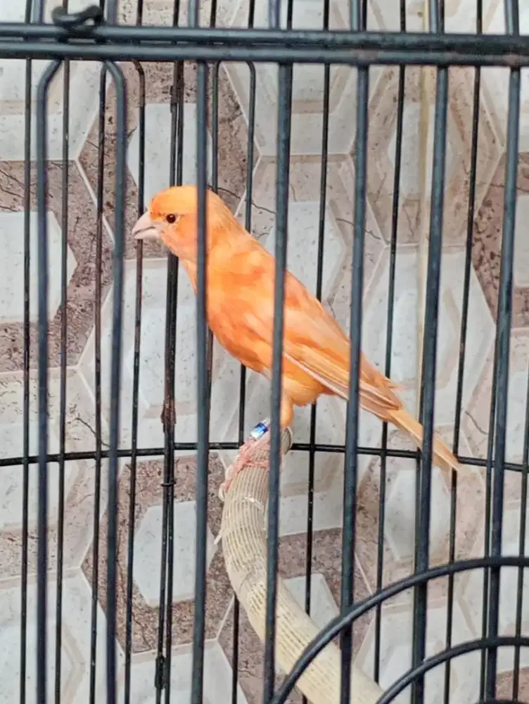 Kenari Merlok postur tegak