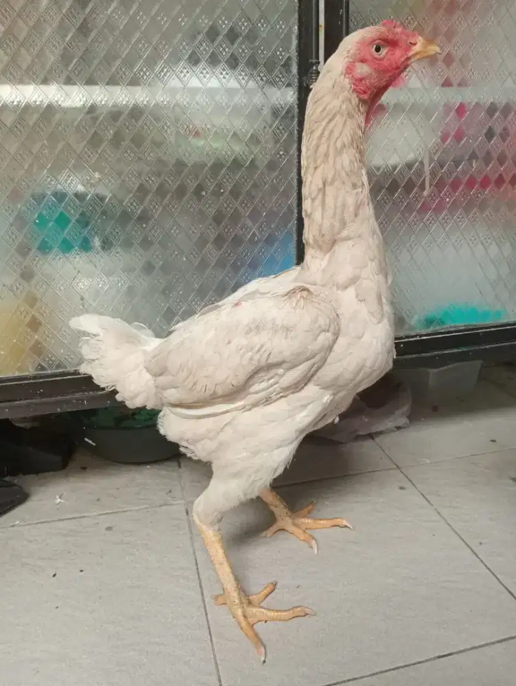 Ayam betina Bangkok body bsar tinggi