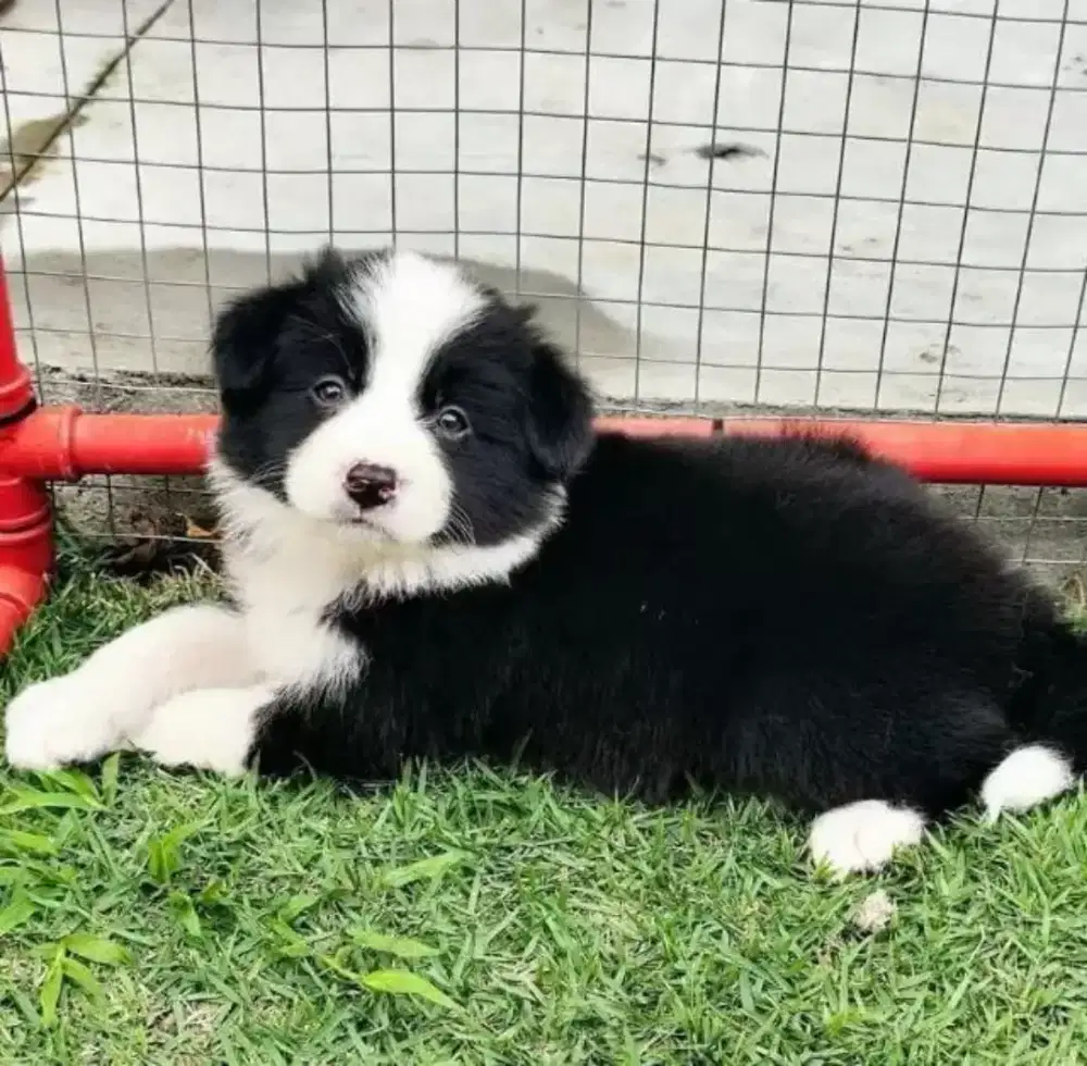 DIJUAL ANJING BORDER COLLIE