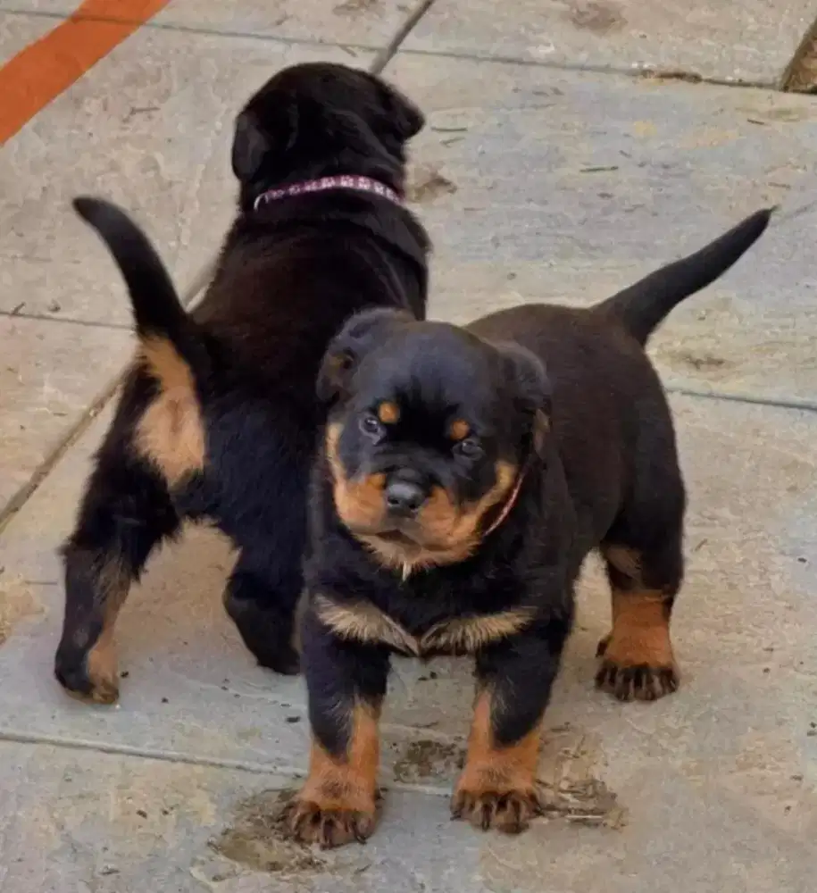 DIJUAL ANJING ROTTWEILER