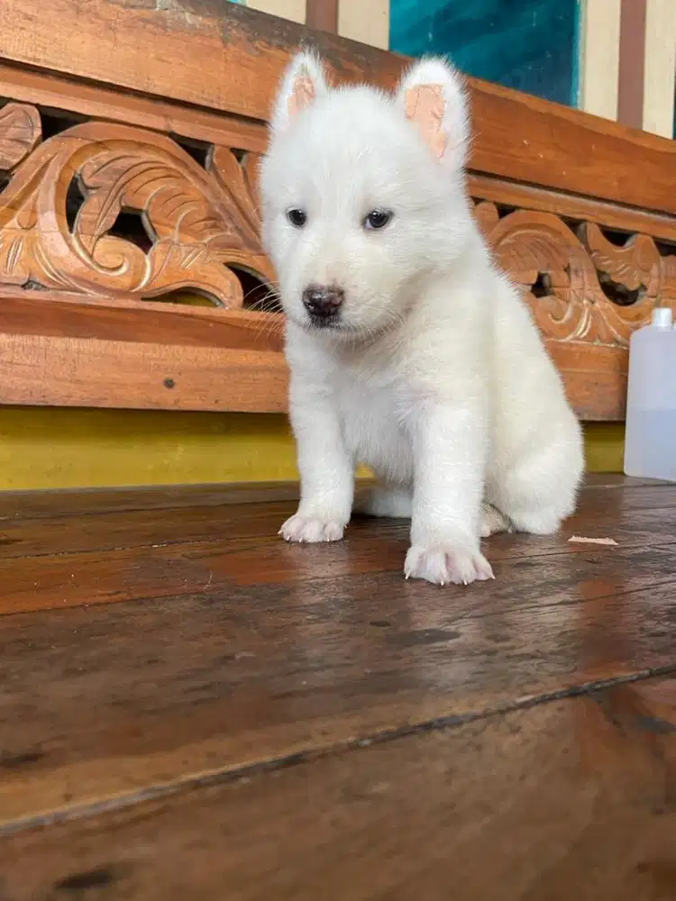 Husky mix golden ready 4 ekor