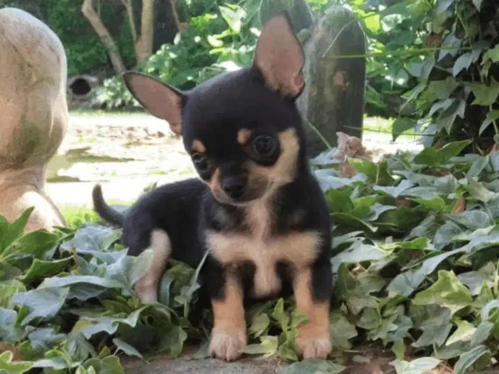 DIJUAL ANJING CHIHUAHUA