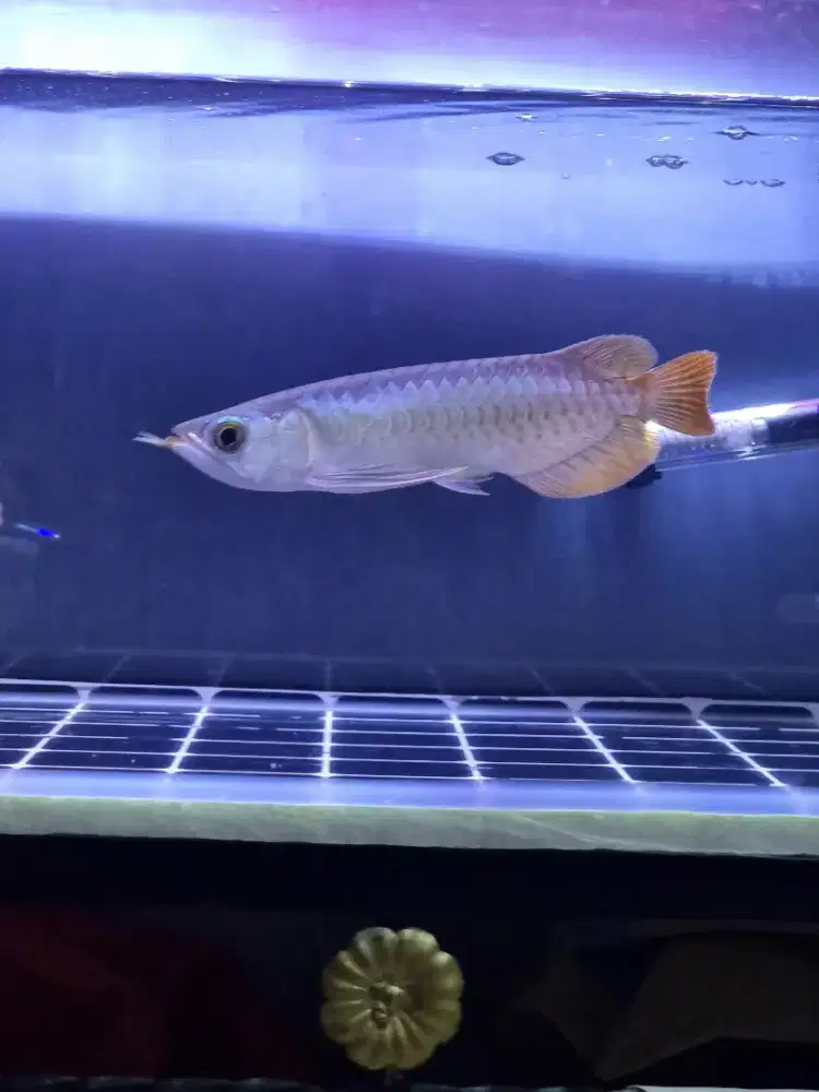 Jual ARWANA SUPER RED Size 23 serti dan chip complent