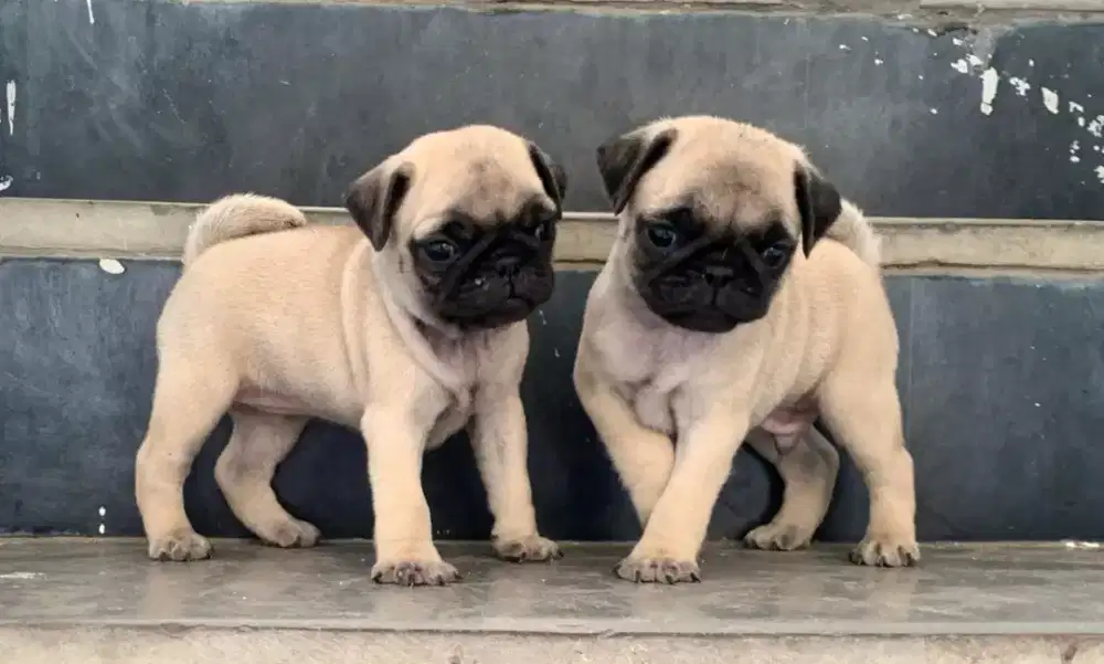 DIJUAL ANJING PUG