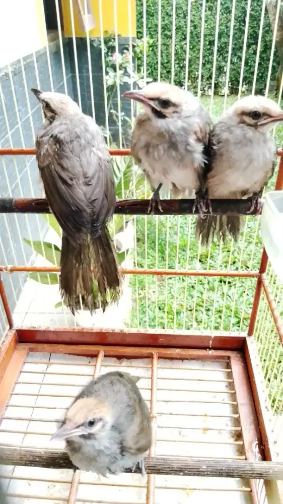 Cucak Rowo Anakan Mandir Pasangan dan Satuan