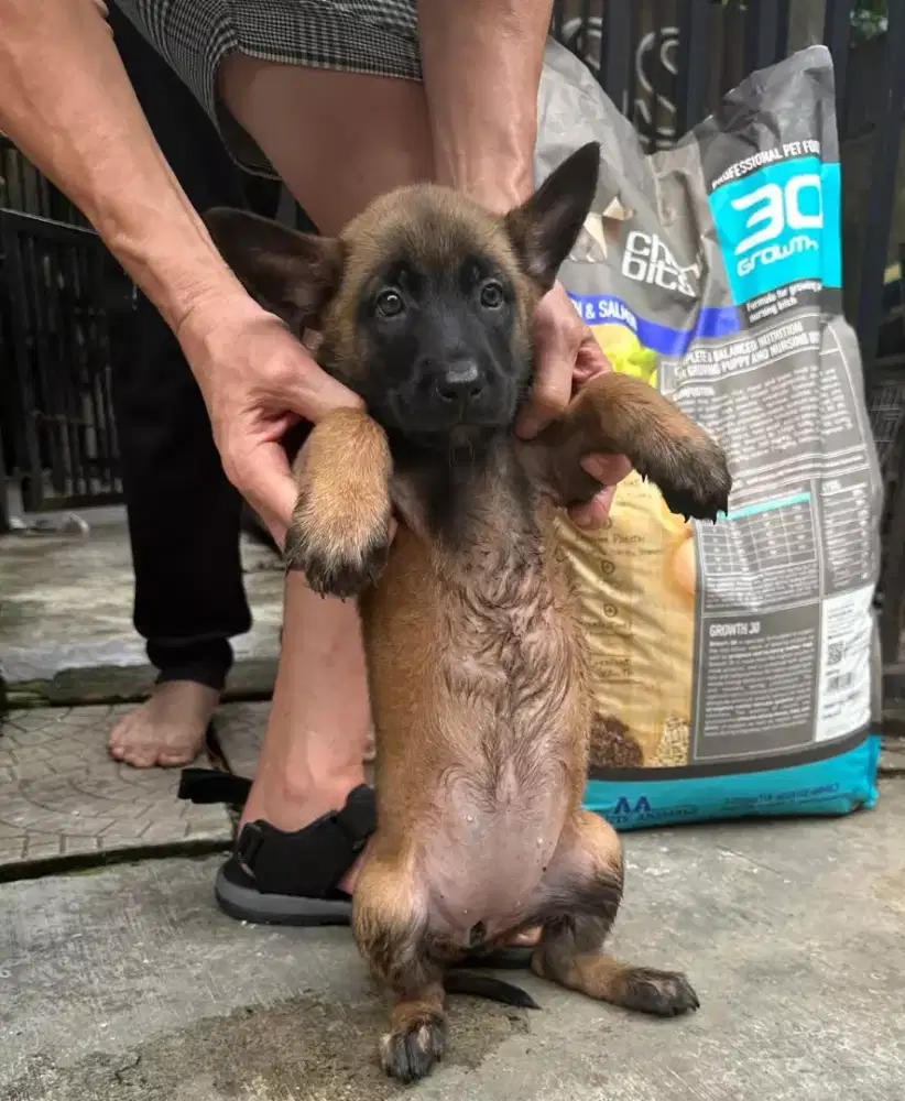 DIJUAL ANJING BELGIAN MALINOIS