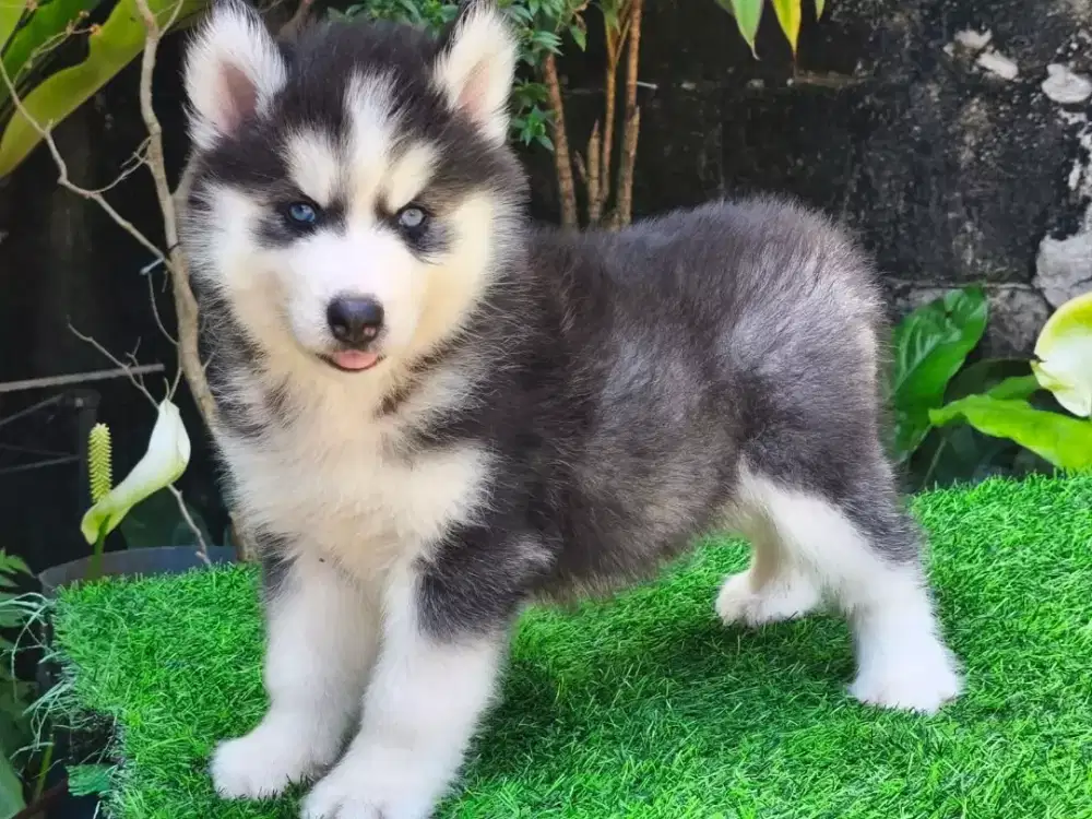 DIJUAL ANJING SIBERIAN HUSKY