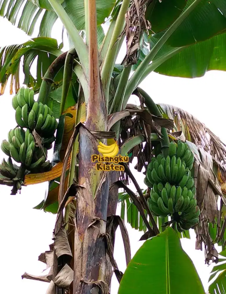 Pisang Raja Tuwuhan/Jejeran