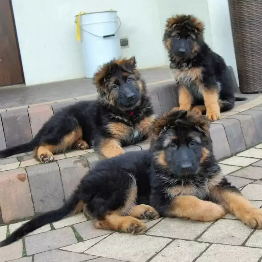 DIJUAL ANJING HERDER