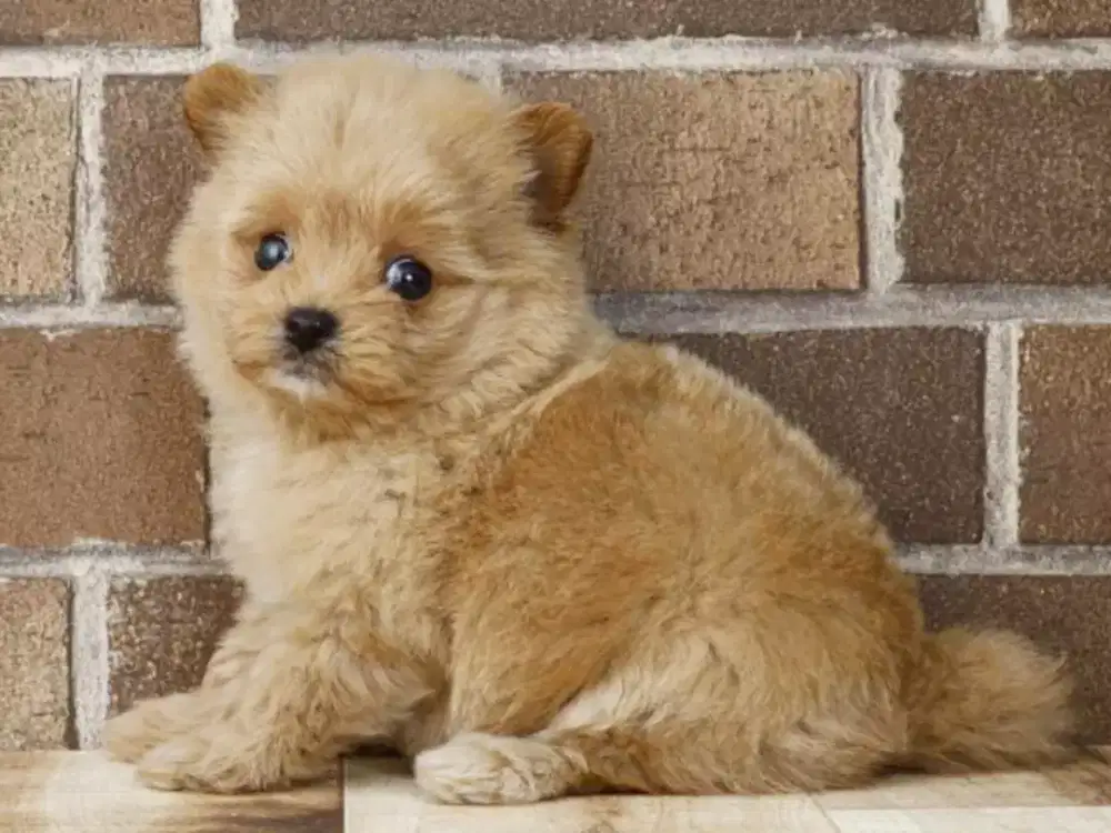 DIJUAL ANJING POM MIX POODLE