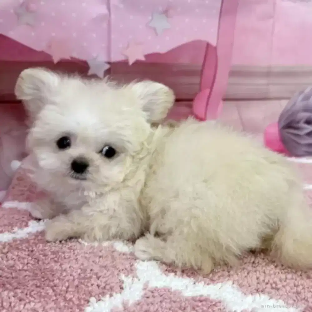 DIJUAL ANJING MALTESE MIX POODLE