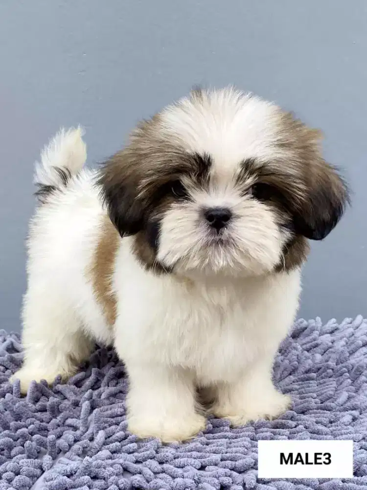 DIJUAL ANJING SHITZU