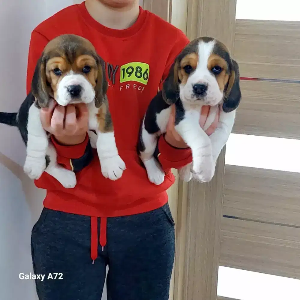 DIJUAL ANJING BEAGLE