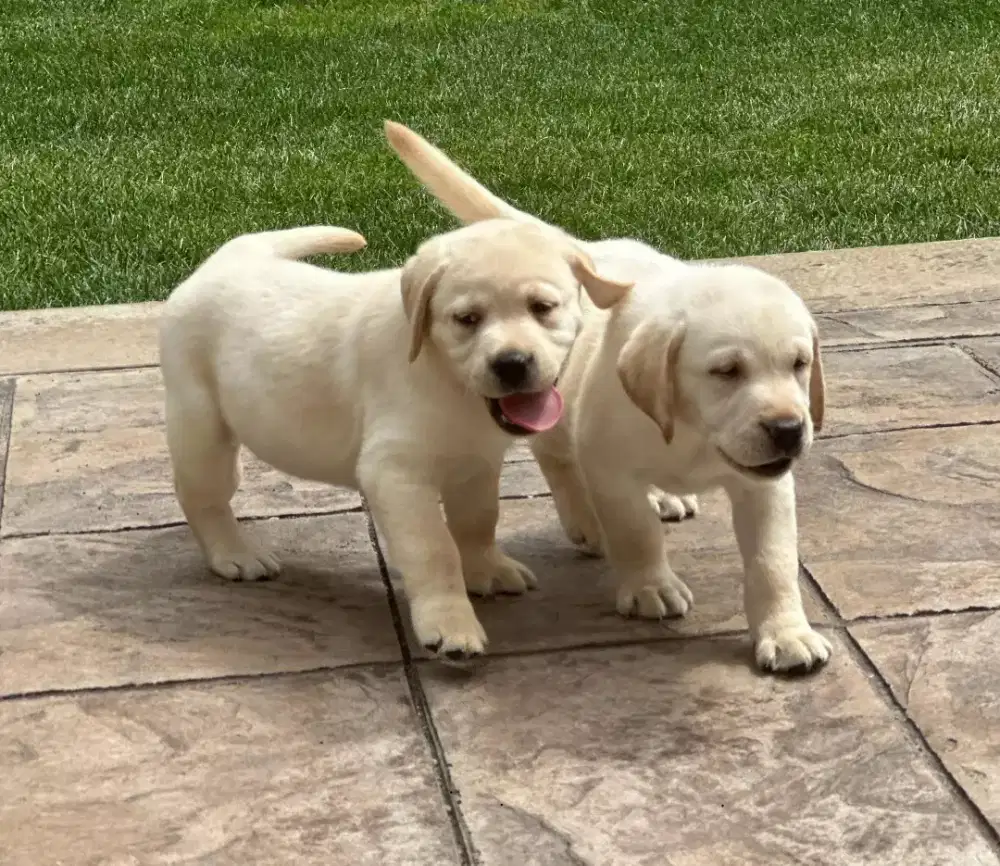 DIJUAL ANJING LABRADOR