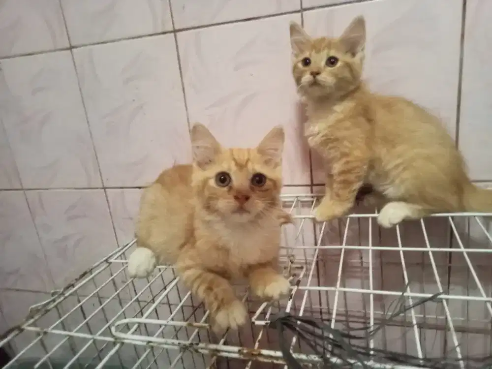 Persia/Kitten Persia/Persia Kitten/Kitten Mixdom/Persia Mixdom