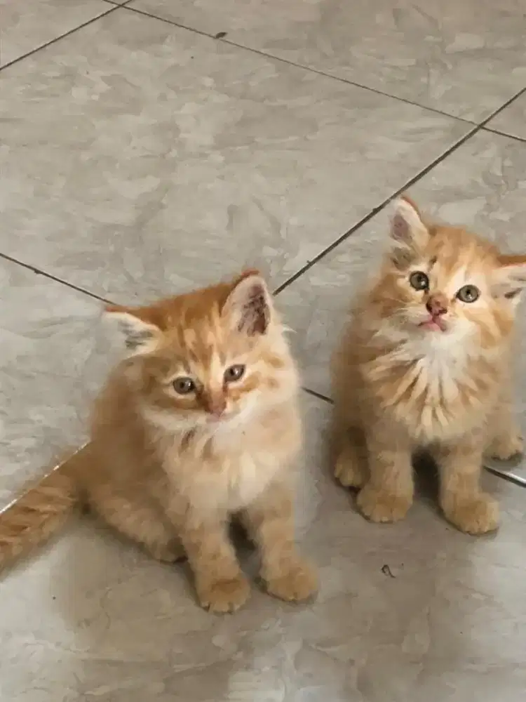 Kitten Persia/Persia/Kitten/Anak Kucing/Kucing Ras/Persia Medium