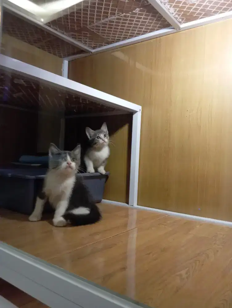 Kitten BSH mix breed sepasang