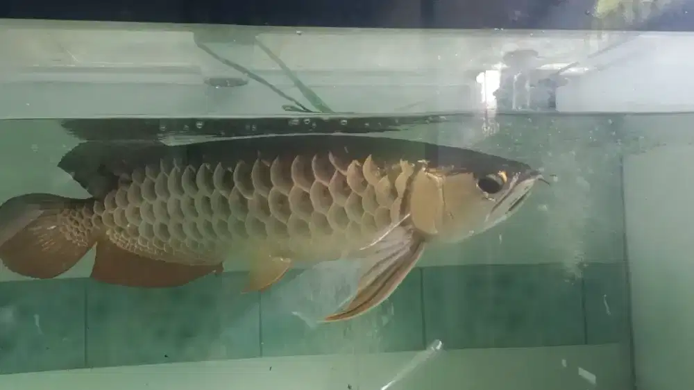 Ikan arwana golden red