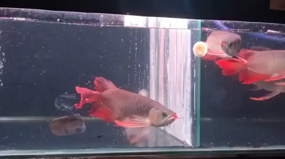 Arwana super red slayer kumpay 30cm