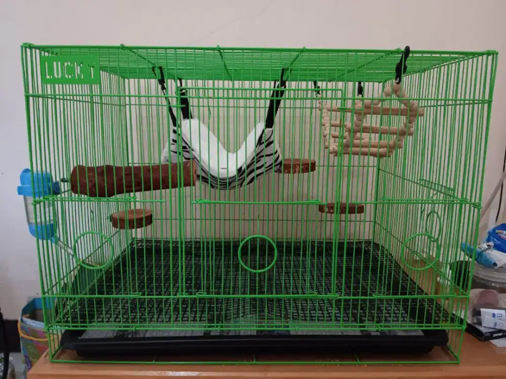 Kandang sugar glider/burung