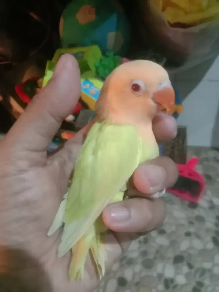 Lovebird biola Aqua B1 pf