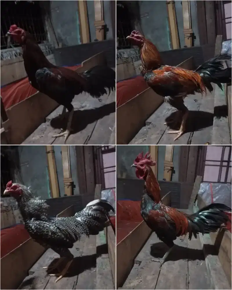 Ayam kampung jantan jago