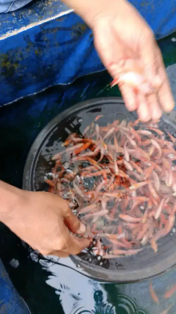 Jual bibit ikan gurame,lele,Nila merah bangkok,bawal,patin,gabus dll.