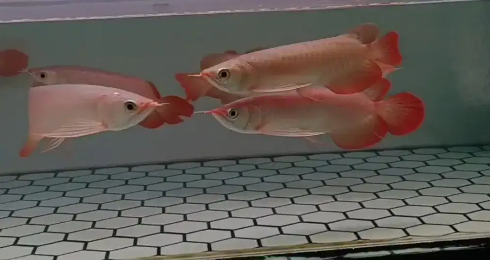 Arowana Super Red Size 26/28cm