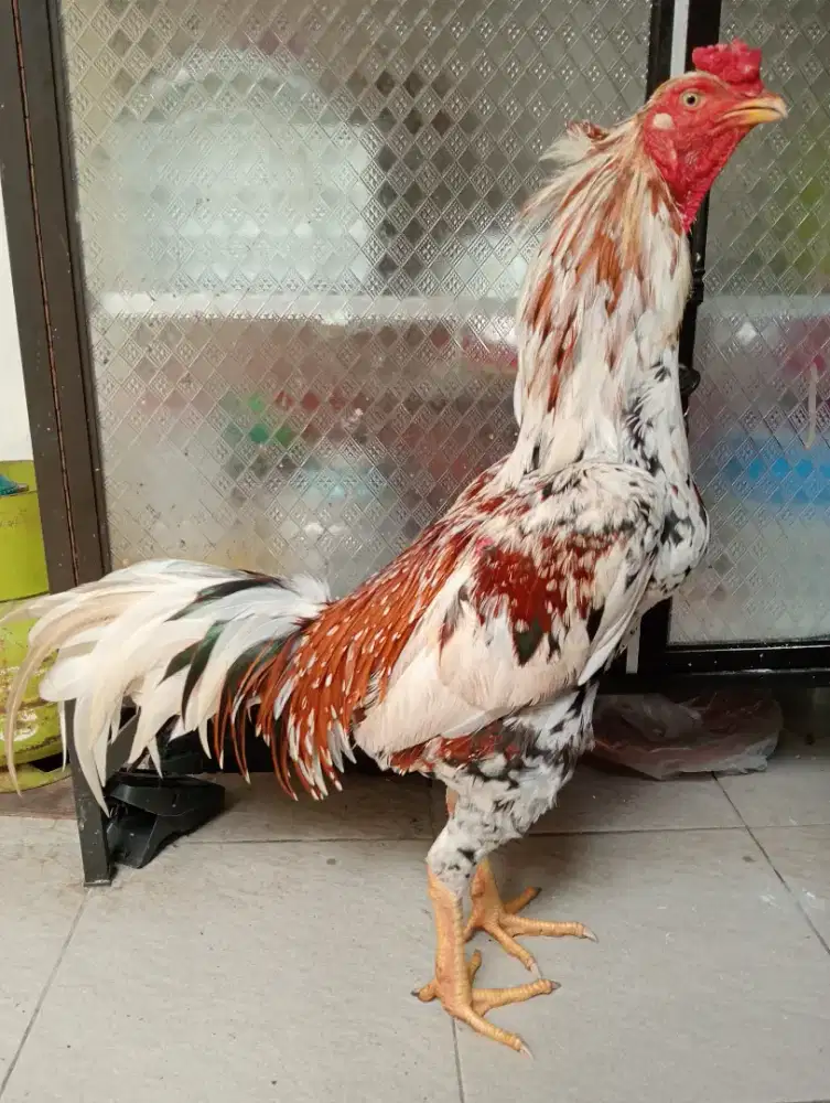 Ayam Bangkok blorok madu pkul keras