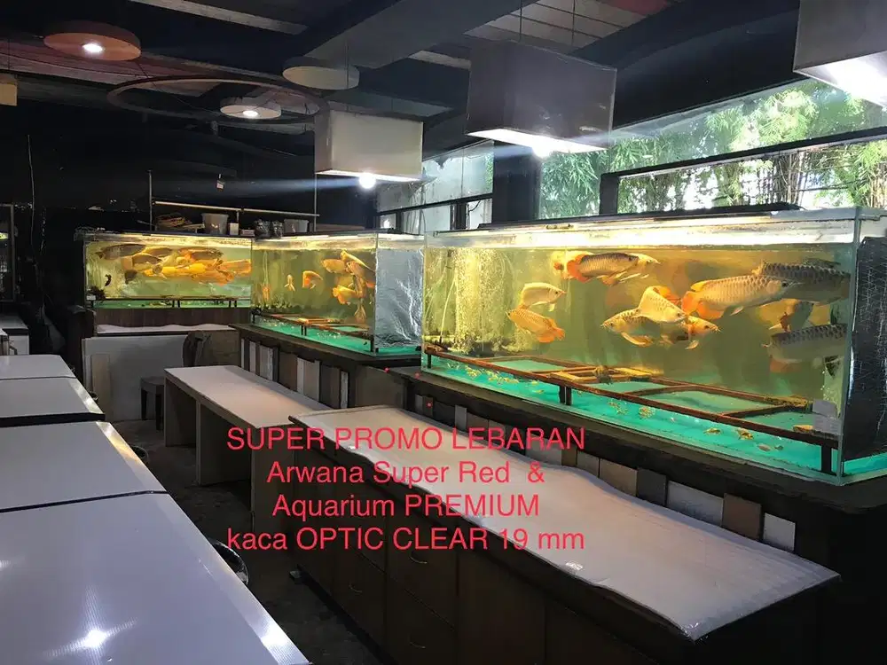 Arwana / Arowana Super Red 40-45 cm. Aquarium kaca optic clear 19 mm
