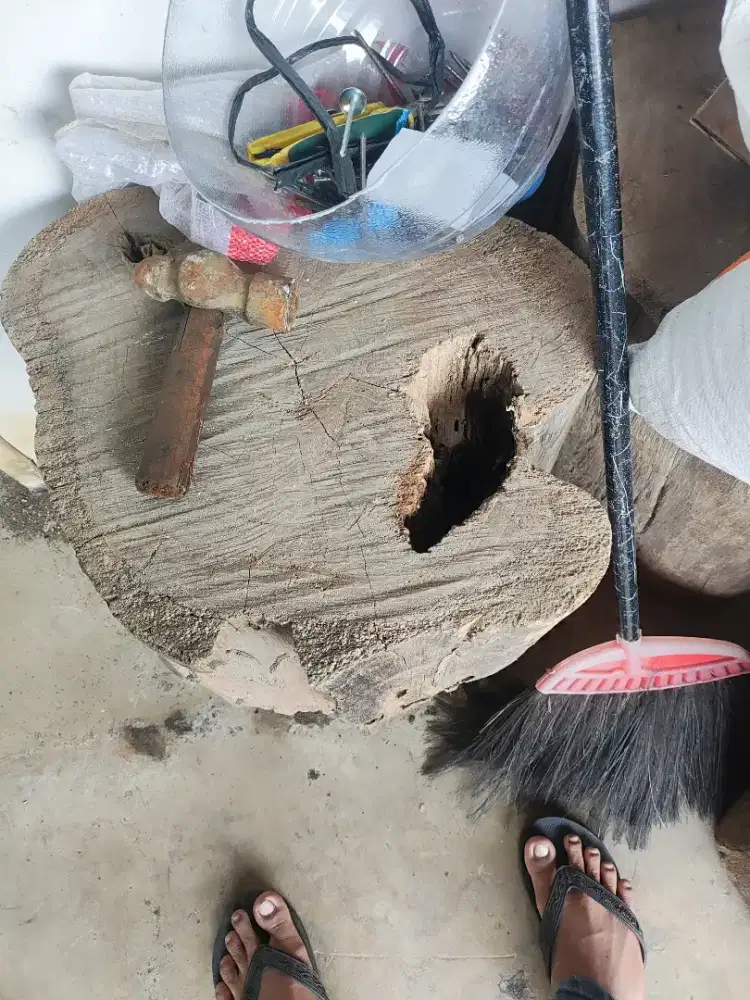 Kayu jati purba usia 100 tahun lebih