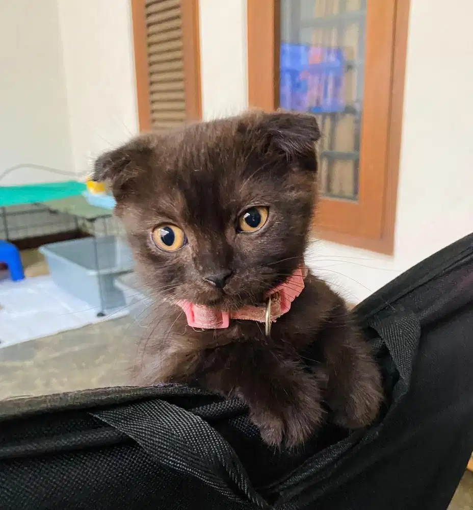 Kitten Siap adopsi DOB 16 Des'25 non Ped