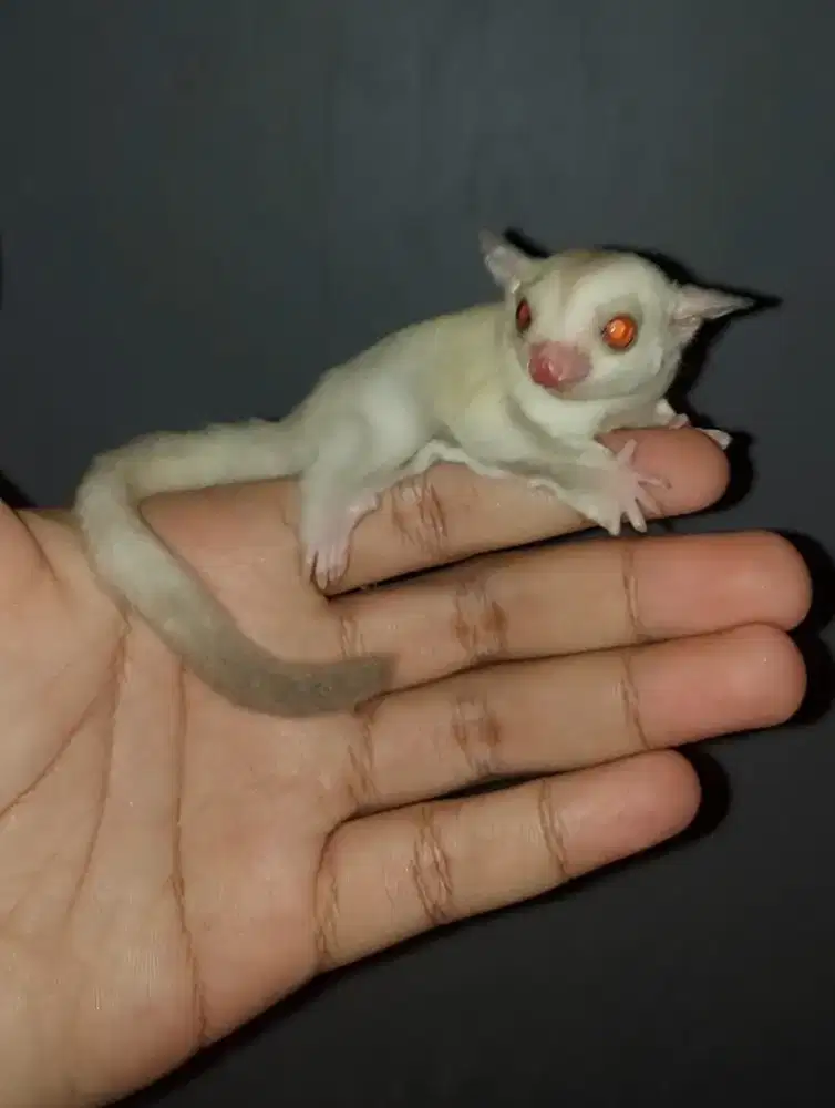 Sugar glider creamino jantan 1bln
