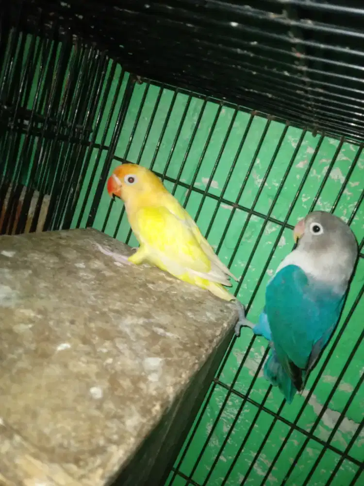 Lovebird blue/bio/pb/ino mm x bio pb cremino rm sepasang