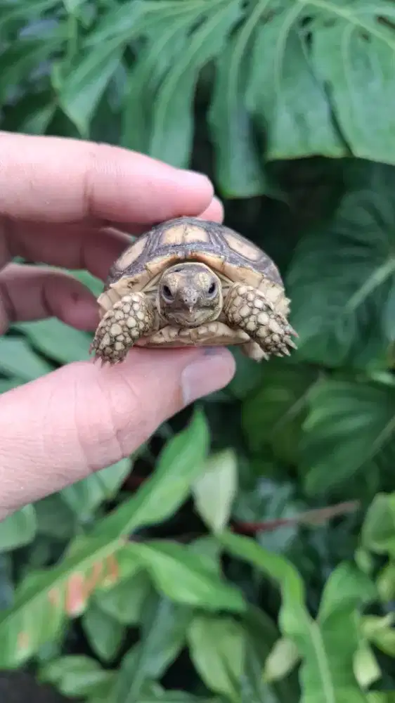 Sulcata kura kura darat