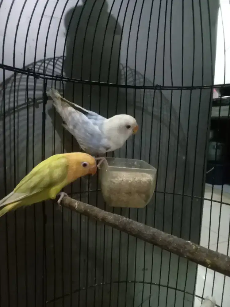 Lovebird bio vio pf x bio aqua homozigot pf
