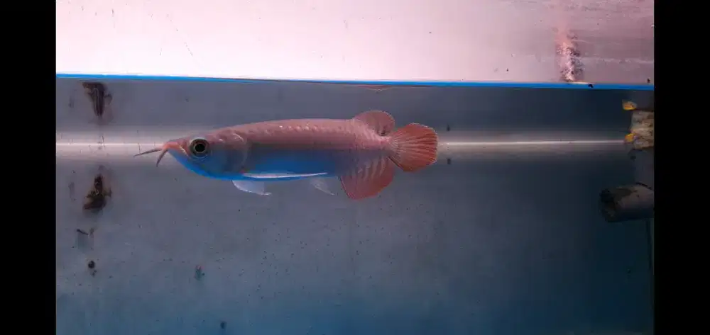 Ikan Hias Arowana Super Red Arwana