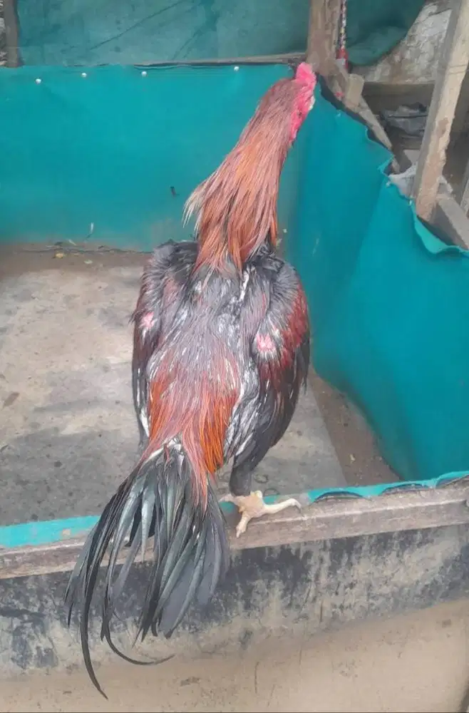 JUAL AYAM PAKHOY