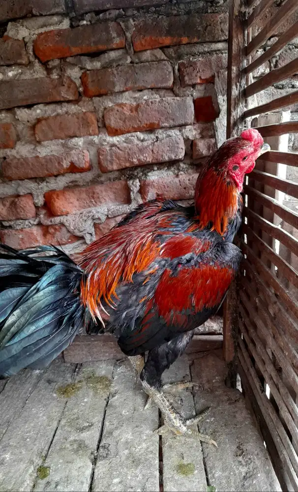 Khoytrad X bangkok, 1x mabung