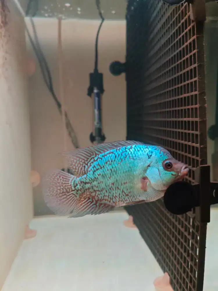 Louhan Kamfa F2 11cm Import Thailand