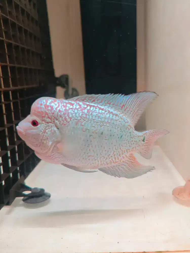 Louhan GB Kamfa F2 Import Thailand