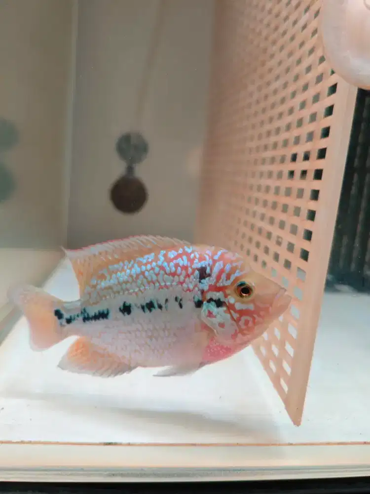 Louhan GB Cencu Kamfa F2 Import Thailand