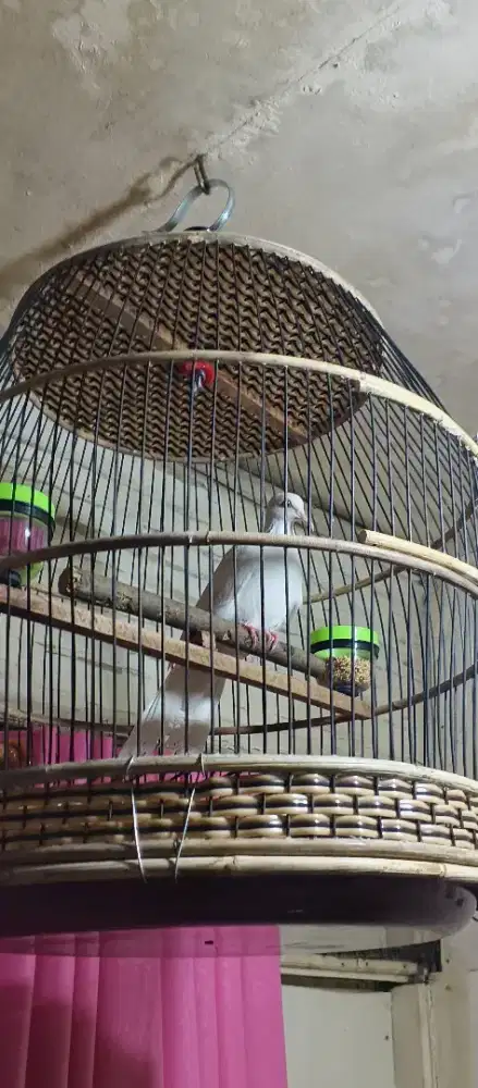 Tekukur putih polos kuk 1$2