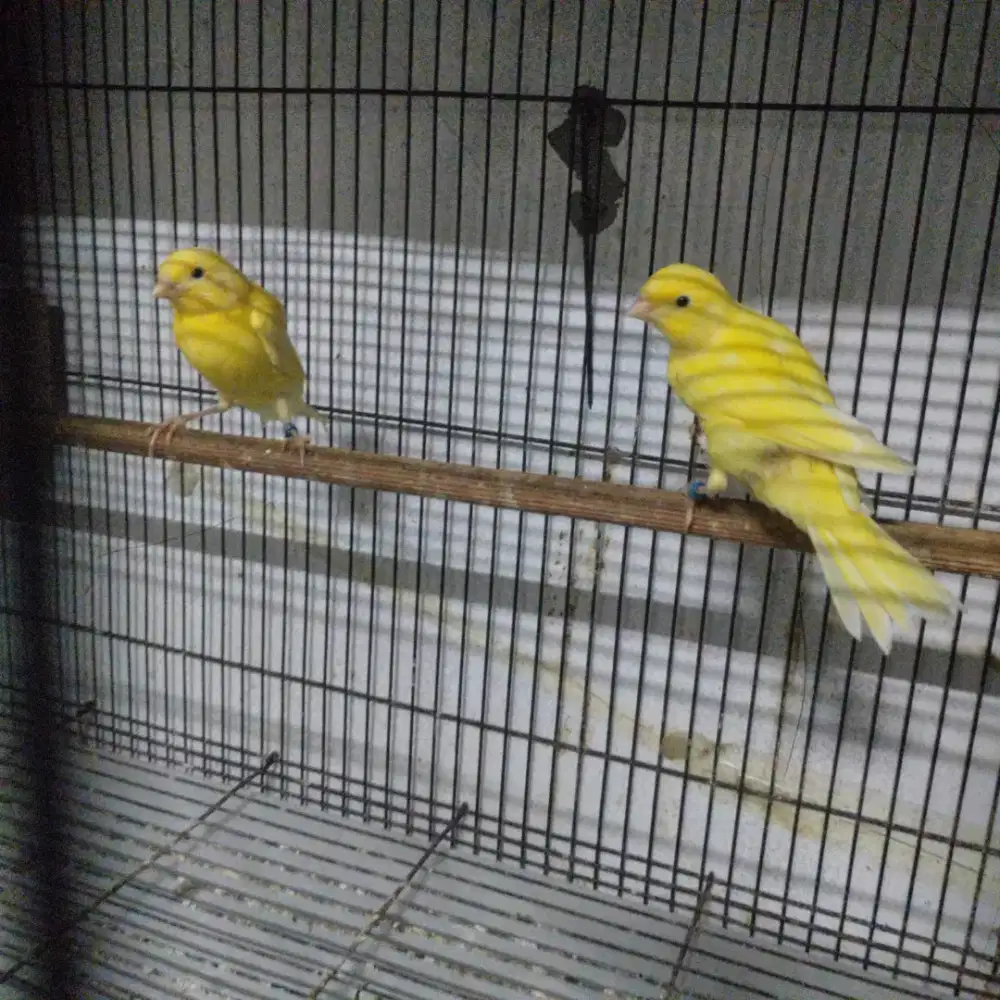 Paud AF f1ys x f1lq rad gembling