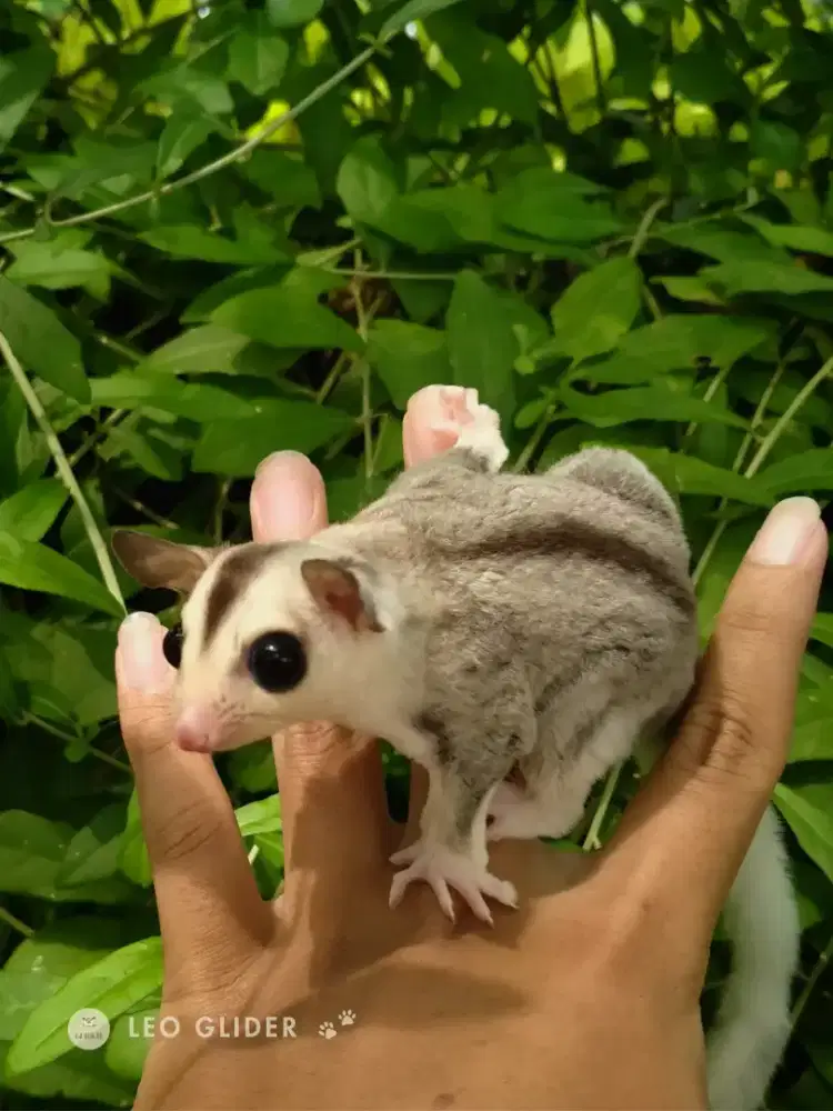 Sugar Glider Mosaic