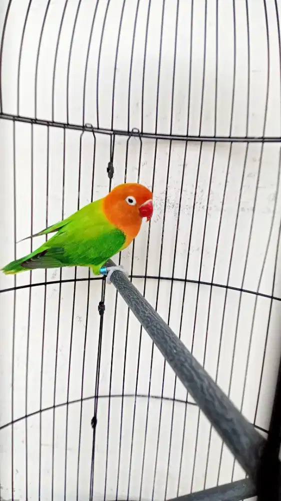 Burung Love bird biola grend