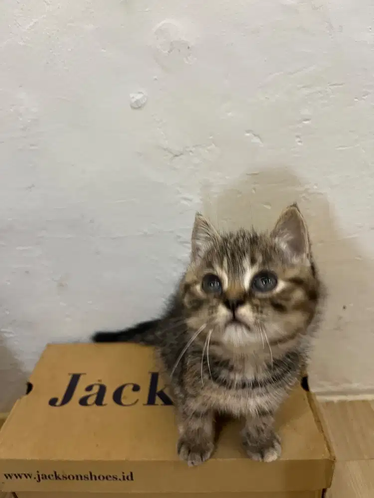 Kitten bsh x Munchkin betina