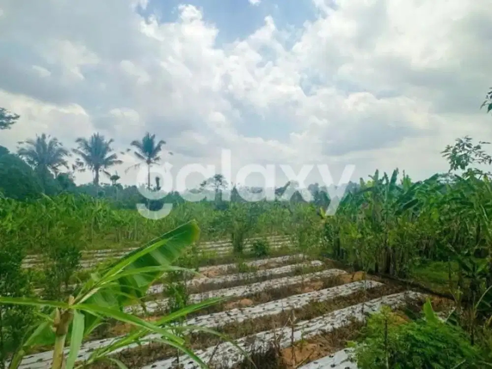 TANAH RAYA PAYANGAN UBUD GIANYAR, BALI