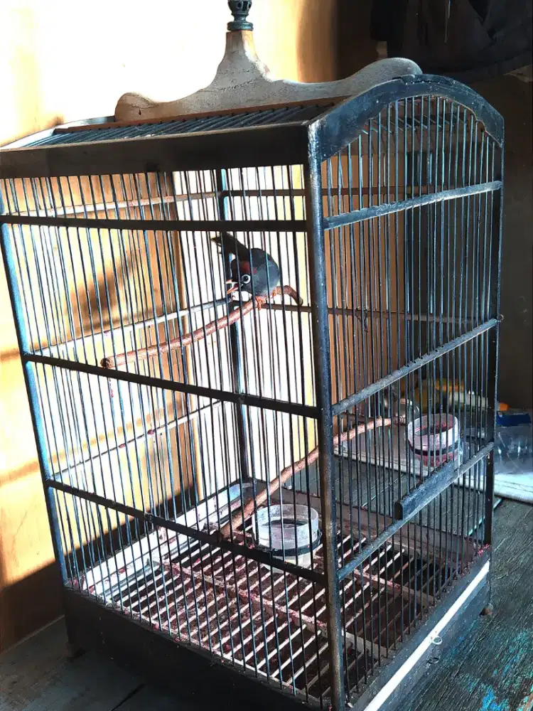 poksay mandarin jantan